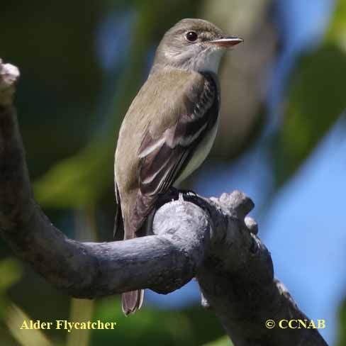 Alder Flycatcher