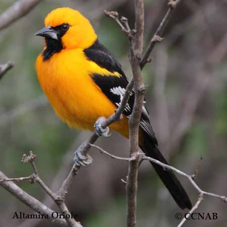 Birds of Cuba