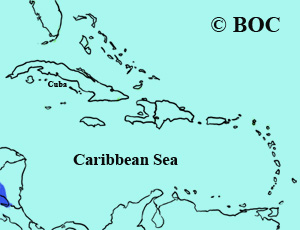 Altamira Oriole range