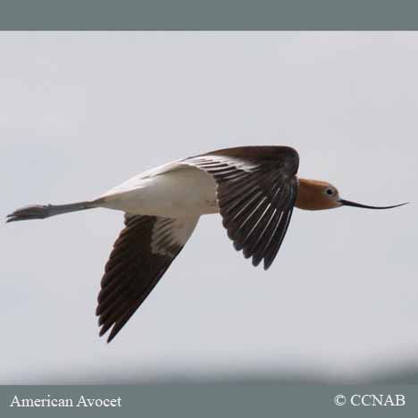 American Avocet