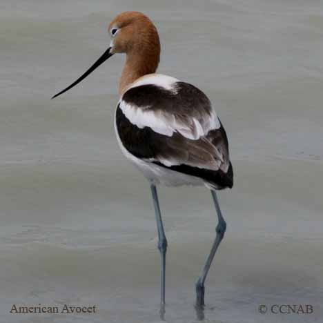 American Avocet