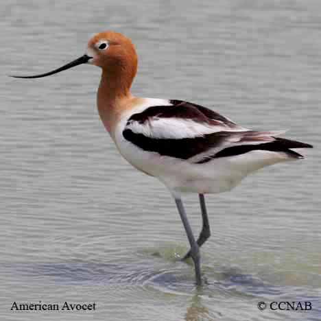 Birds of North America