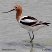 Avocet