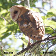 American Barn Owl