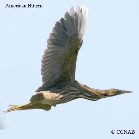 American Bittern