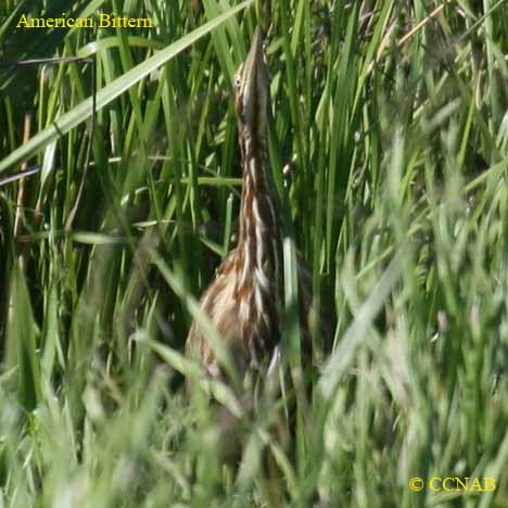 American Bittern