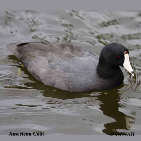 American Coot