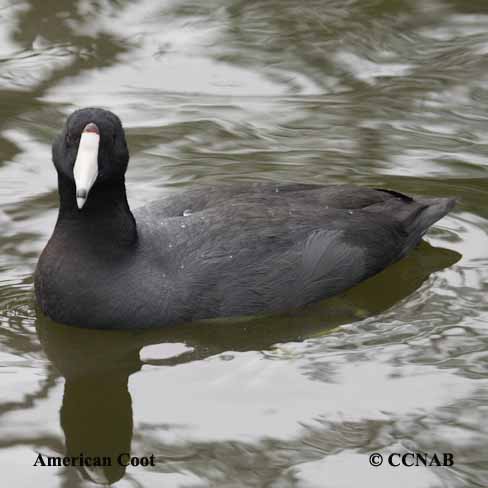 coots, picture of coots