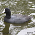 American Coot