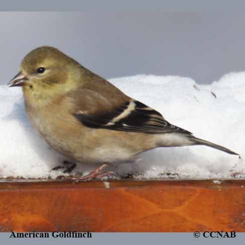 American Goldfinch