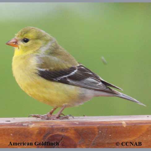 American Goldfinch