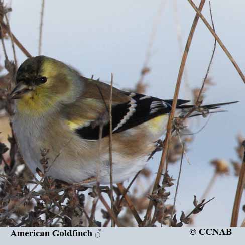 American Goldfinch