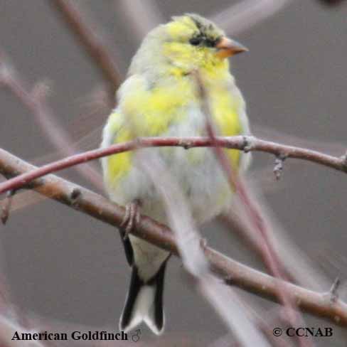 Birds of North America