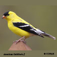Goldfinch