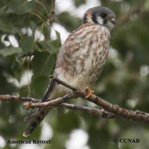 American Kestrel