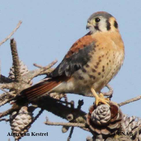 Birds of North America