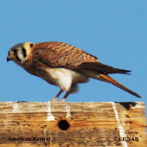 American Kestrel