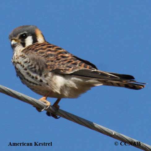 American Kestrel