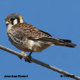 American Kestrel