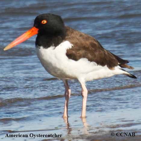 Birds of Cuba