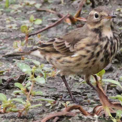 American Pipit