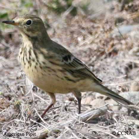 Birds of North America