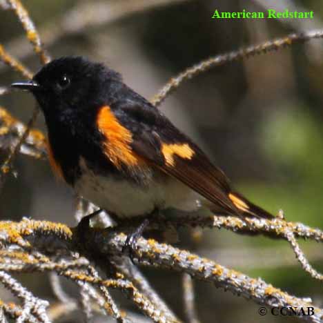 Birds of North America