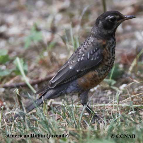 American Robin