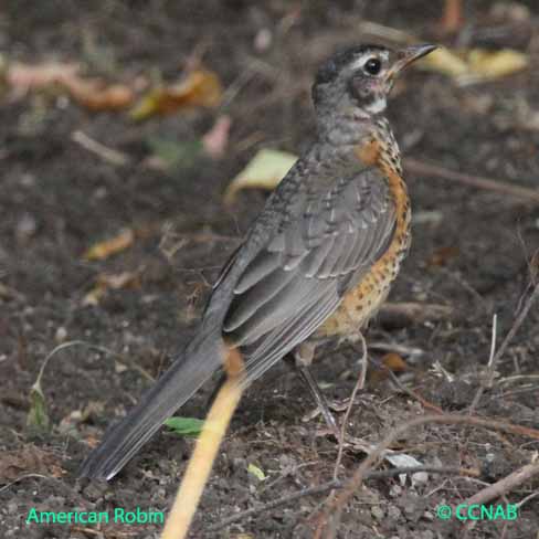 Birds of North America