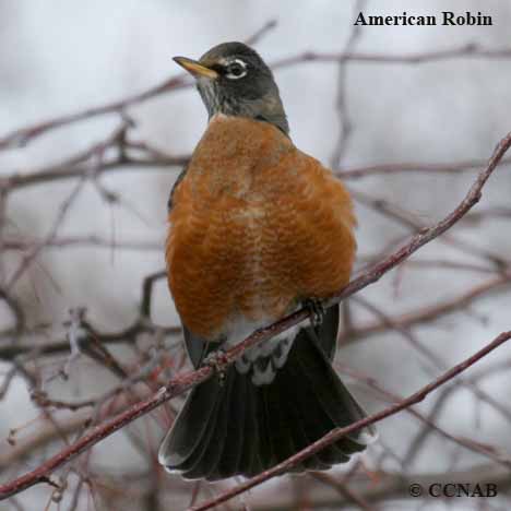 American Robin