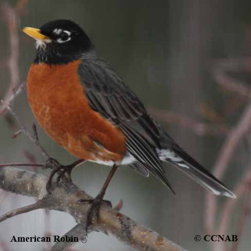 American Robin