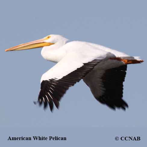 American White Pelican