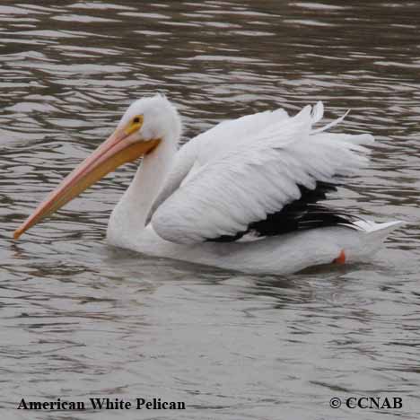 Birds of North America