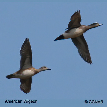 American Wigeon