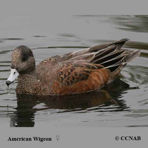 American Wigeon