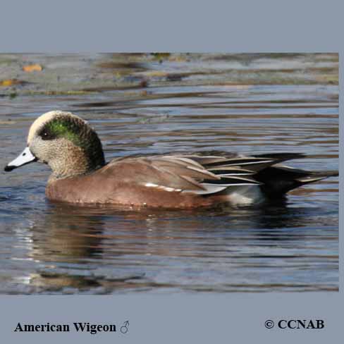 Birds of North America