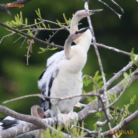 Anhinga