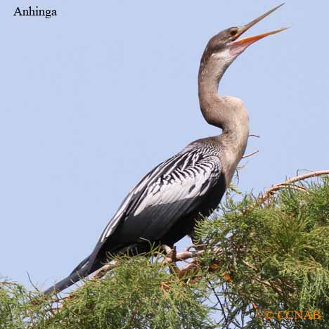 Anhinga