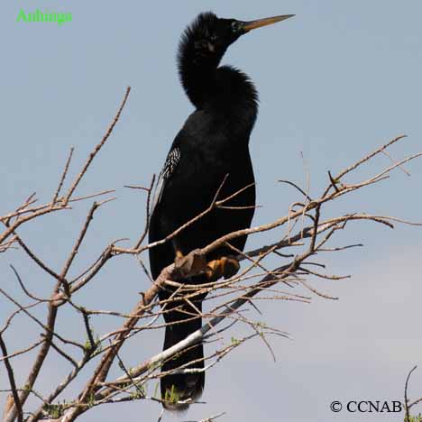 Anhinga