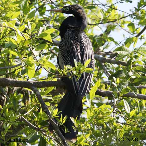 Birds of North America