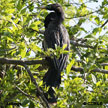 Anhinga