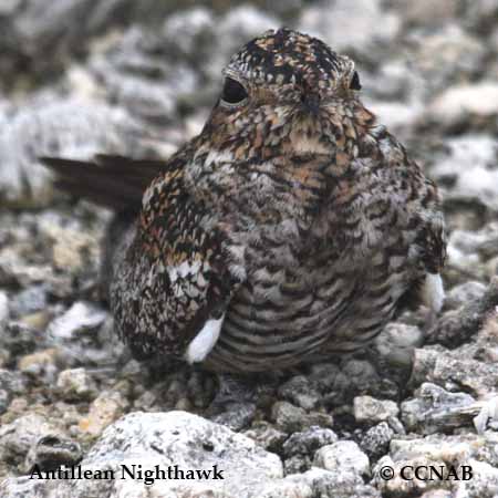 Antillean Nighthawk