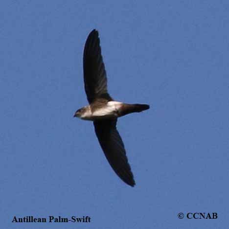 Birds of North America