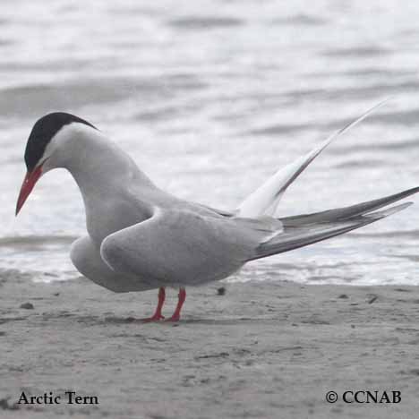 Birds of North America