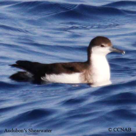 Audubon's Shearwater