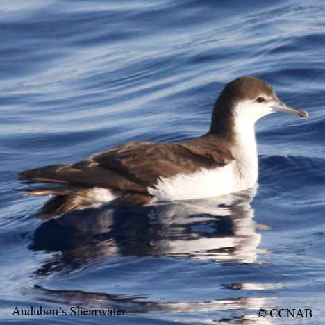 Audubon's Shearwater