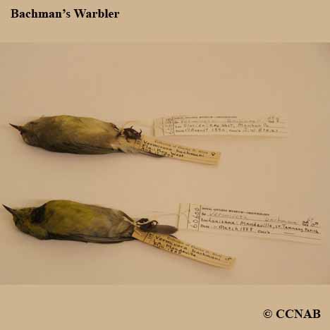 Bachman's Warbler