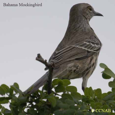 Bahama Mockingbird