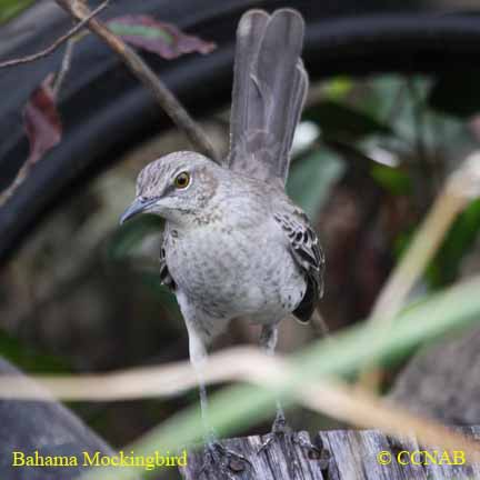 Bahama Mockingbird