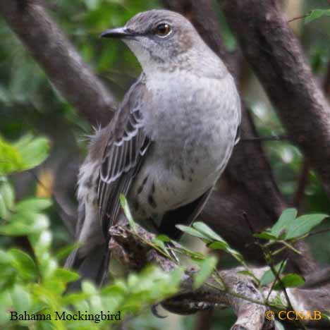 Bahama Mockingbird